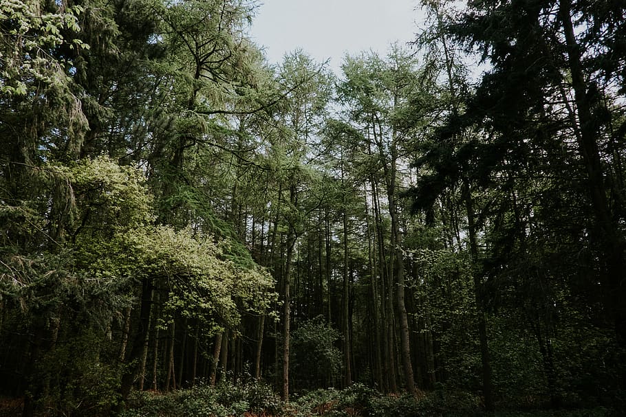 forest, trees, nature, countryside, uk, explore, plant, growth HD wallpaper