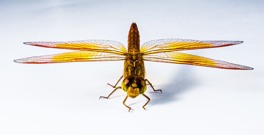 Close Up Image of Red Yellow Black and Brown Dragonfly, close-up HD wallpaper