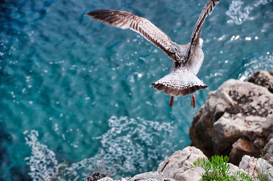 seagull, flight, fly, movement, dom, nature, ocean, bird, sky HD wallpaper