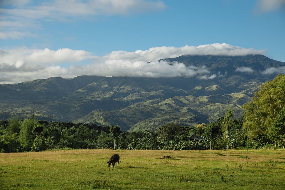 Mountain Range Under by Clouds, animal, daytime, field, grass HD wallpaper