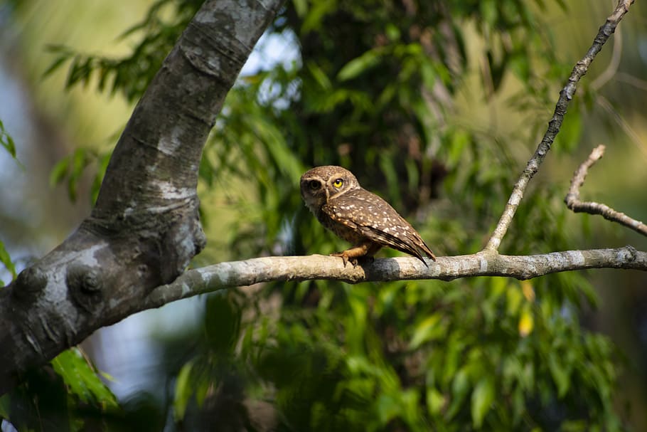 Bird Perched On Tree, animal, branch, wildlife, animal themes HD wallpaper