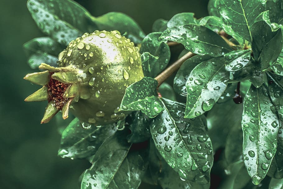 leaf, nature, flora, food, outdoors, tree, growth, drop, wet, HD wallpaper