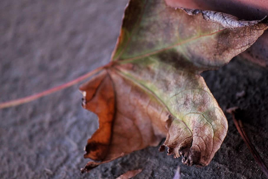 leave, simple, leaf, plant part, close-up, dry, nature, autumn HD wallpaper