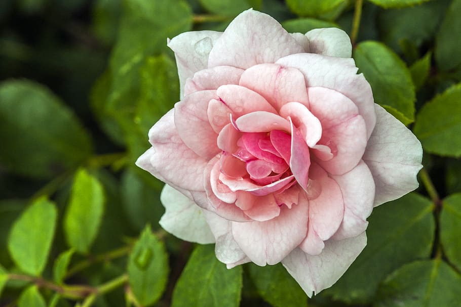 plant, macro, flower, rain drop, flowering plant, beauty in nature HD wallpaper