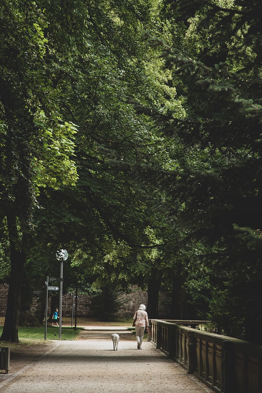 germany, heidelberg, tree, plant, nature, real people, growth HD wallpaper