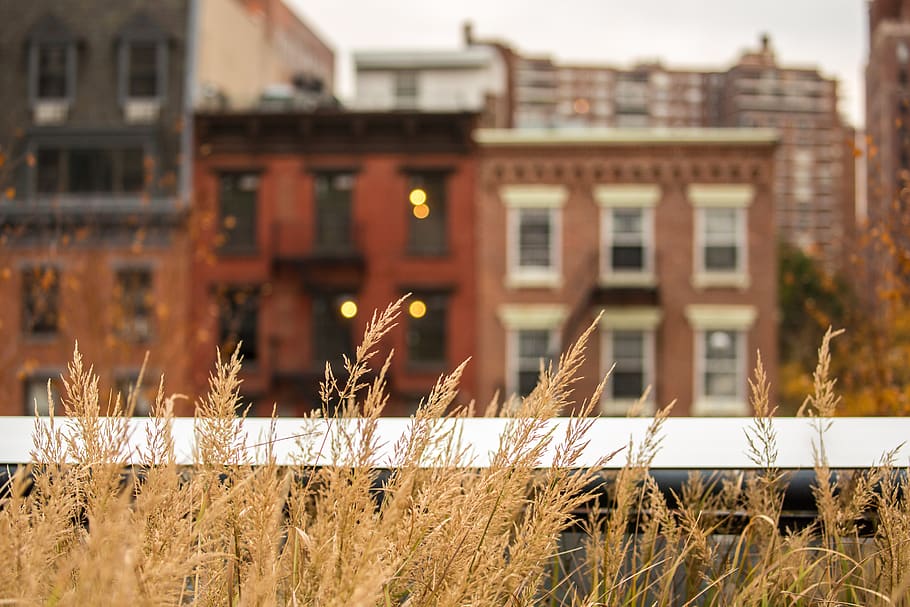 new york, united states, the high line, ny, park, fall, wheat, HD wallpaper