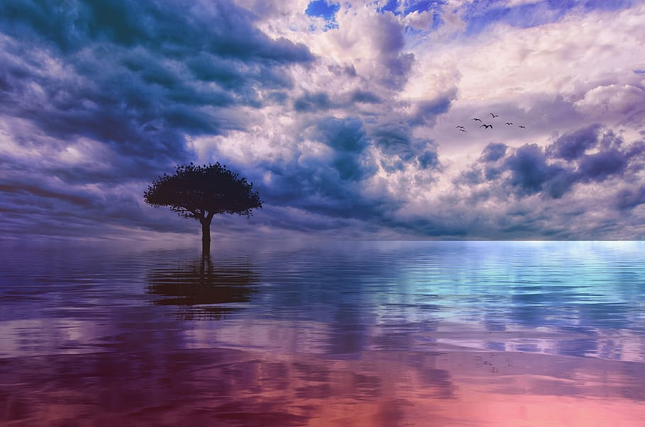tree, sky, water, lake, still, ocean, clouds, blue, tranquil HD wallpaper