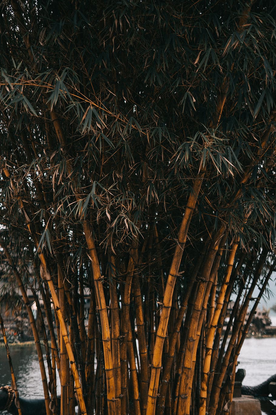 Bamboo Trees, close-up, colors, daylight, environment, growth HD wallpaper