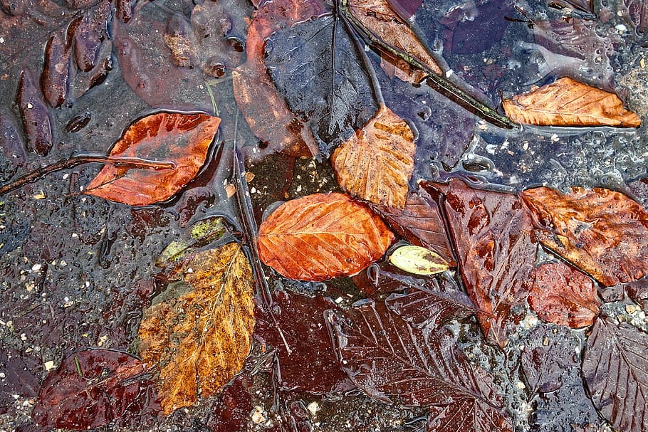 leaf, autumn leaf, puddle, leaves in puddle, golden leaves HD wallpaper