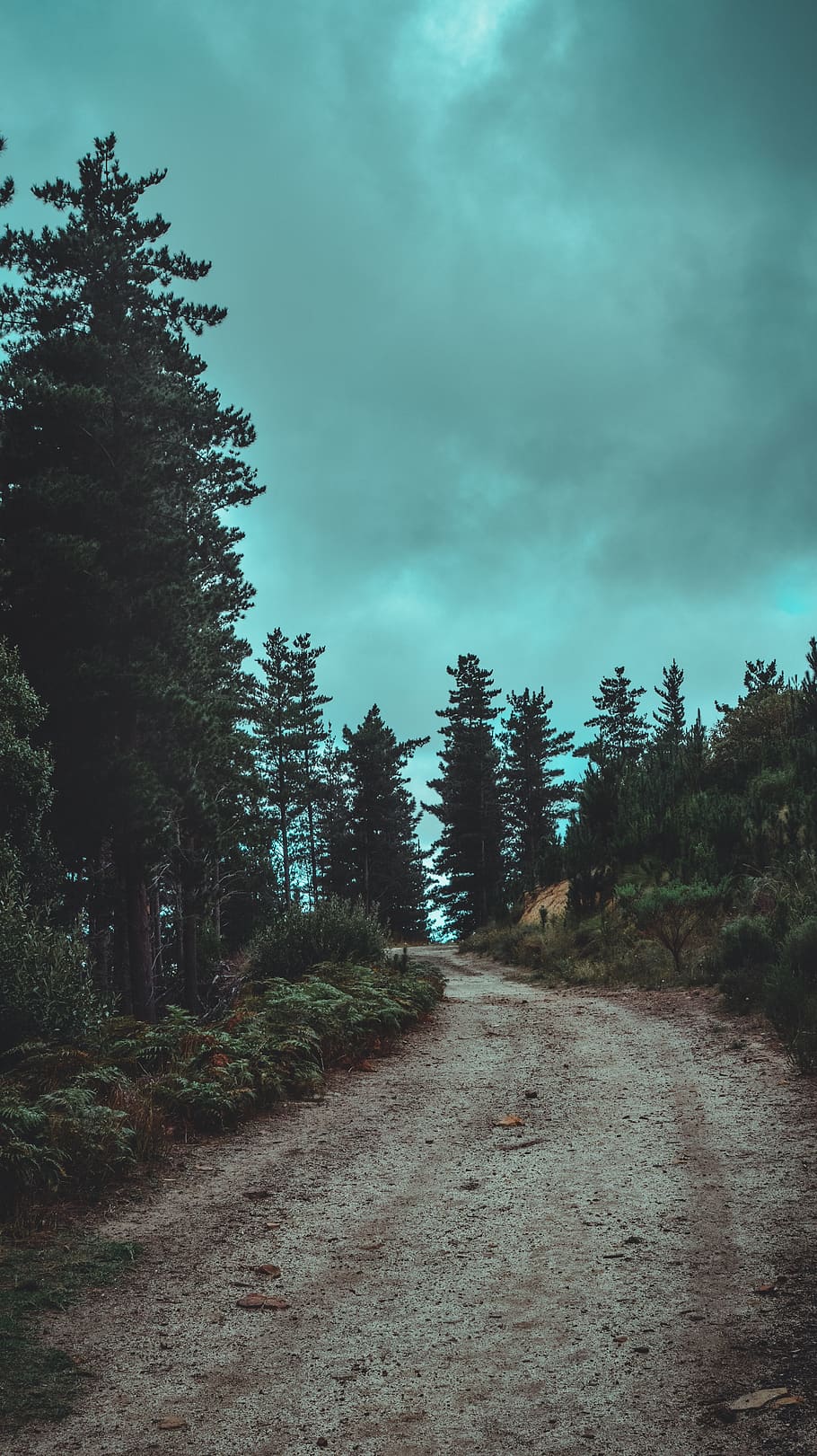 green trees and green trees, plant, sky, cloud - sky, tranquility HD wallpaper