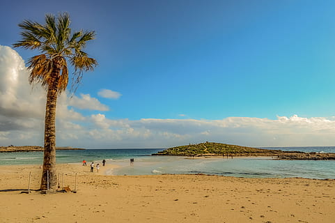 beach, palm tree, sea, sand, sandy beach, sky, clouds, nature HD wallpaper