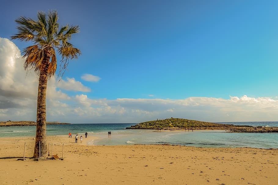 beach, palm tree, sea, sand, sandy beach, sky, clouds, nature HD wallpaper