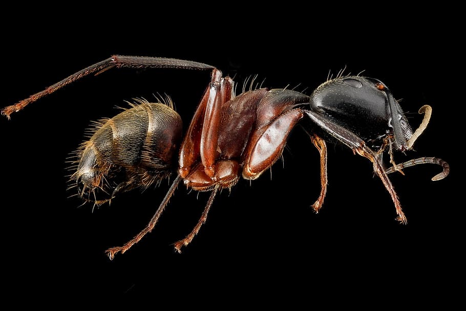 ant, worker, insect, animal, wild, nature, black background HD wallpaper