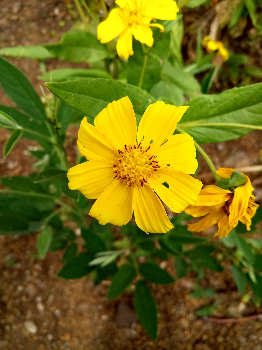flower, yellow, green, flowering plant, fragility, vulnerability HD wallpaper