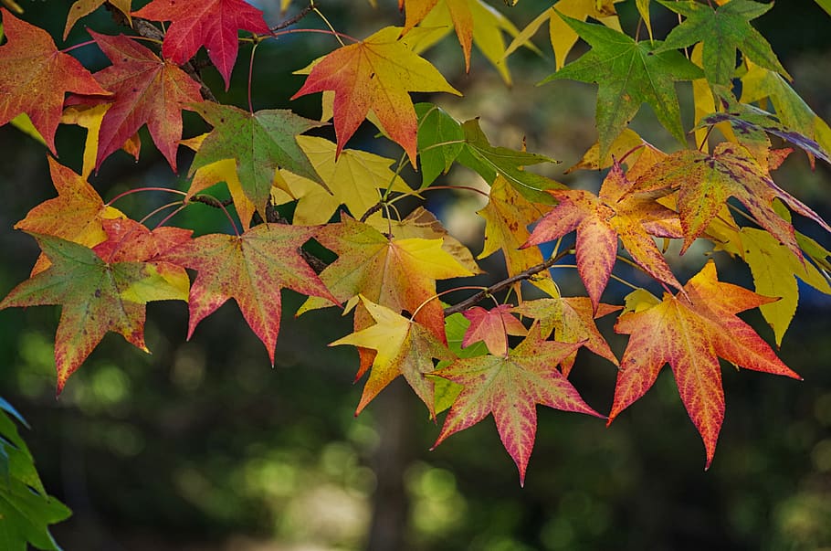 maple, leaves, autumn, fall foliage, maple leaves, september HD wallpaper