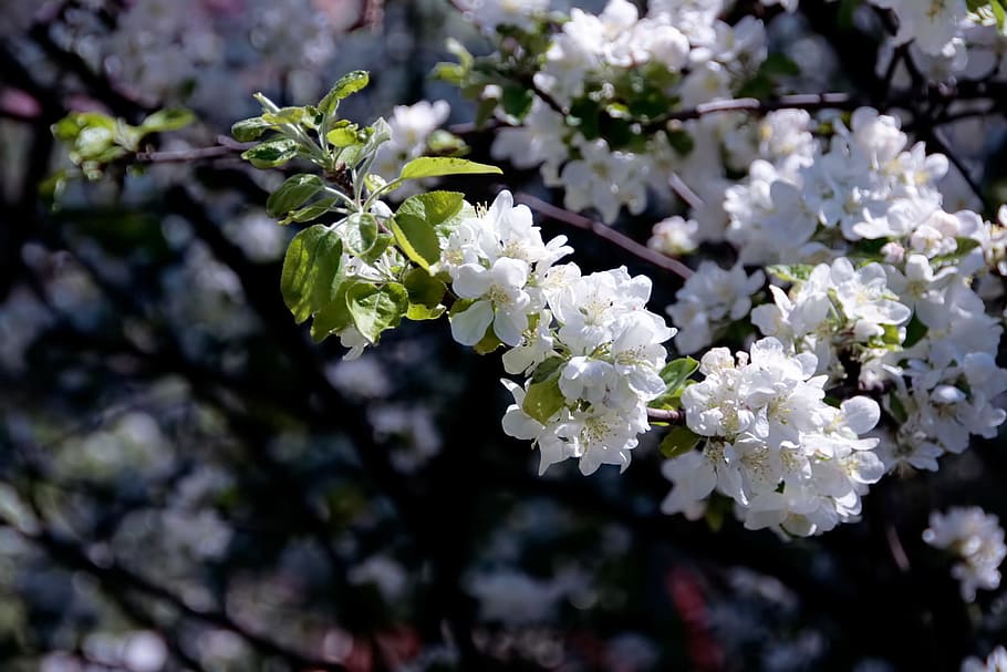 tree, natural, day, flower, flowers, bloom, springtime, plant HD wallpaper