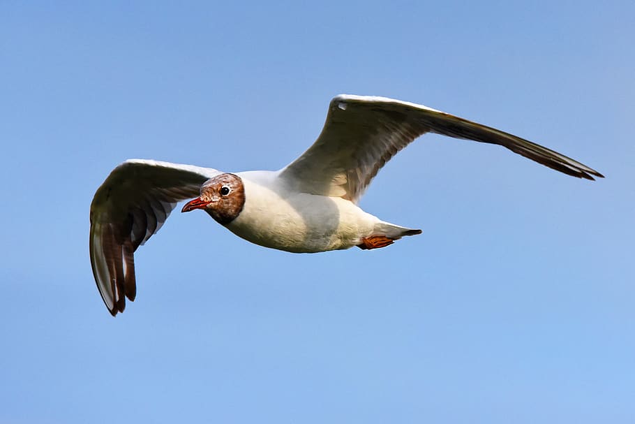 seagull, seabird, animal, flight, flying, soaring, wings, head HD wallpaper