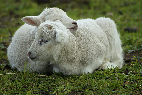 schäfchen, lamb, snuggle, passover, easter, cute, sweet, lambs HD wallpaper