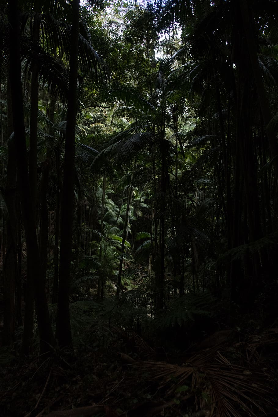 forest during daytime, tree, plant, land, tree trunk, tranquility HD wallpaper