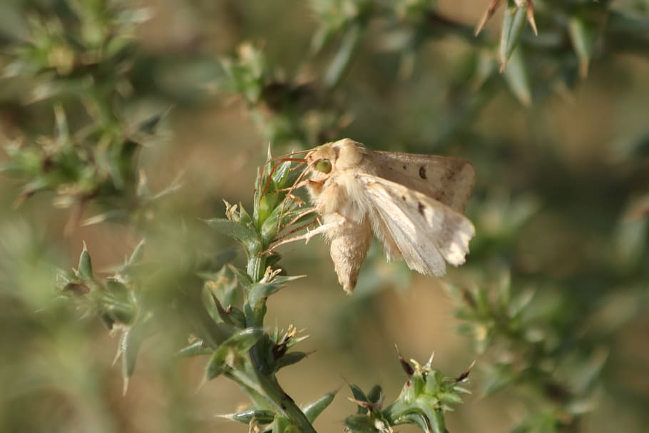 moth, barb, beige, beautiful, green, summer, little, plant, HD wallpaper