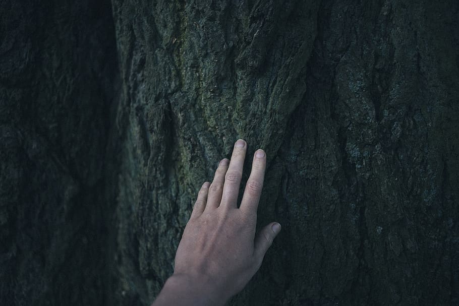 human hand, human body part, finger, human finger, tree trunk HD wallpaper