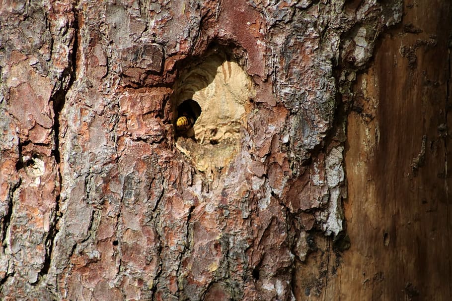 wasps on the tree, hollow, nest, nature, the living community approach, HD wallpaper