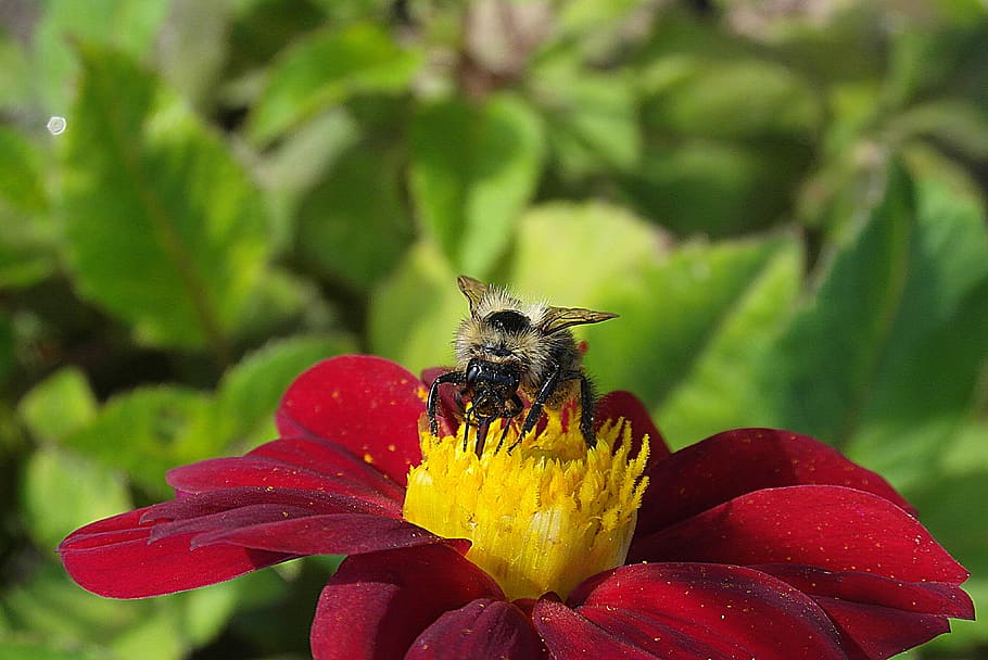 bumblebee, pszczołowate, pollen, nectar, pollination, garden HD wallpaper