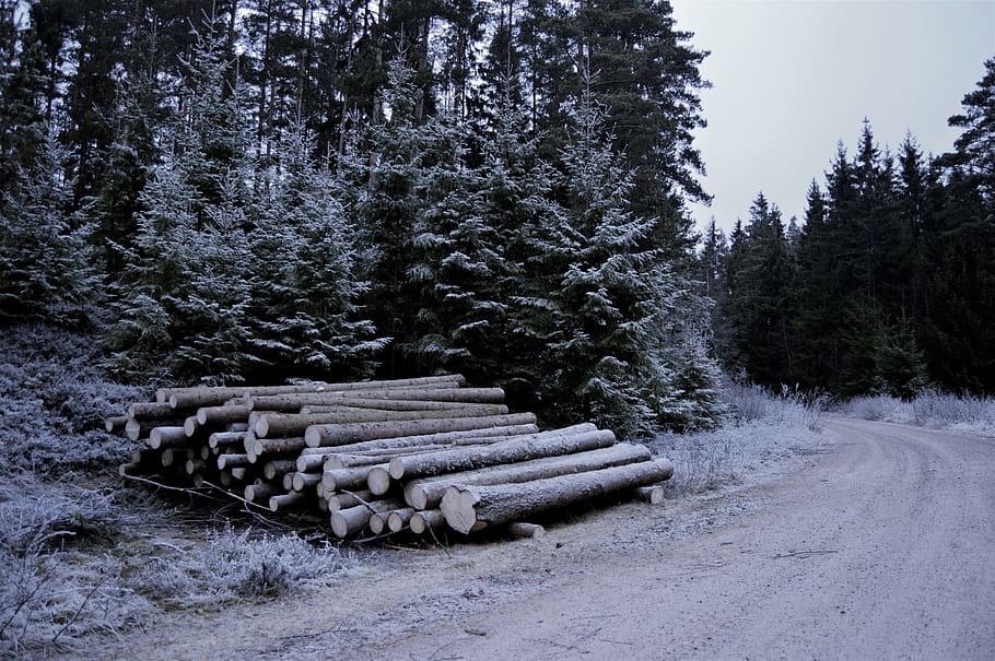 sweden, forest, tree, winter, snow, logs, trees, plant, nature HD wallpaper