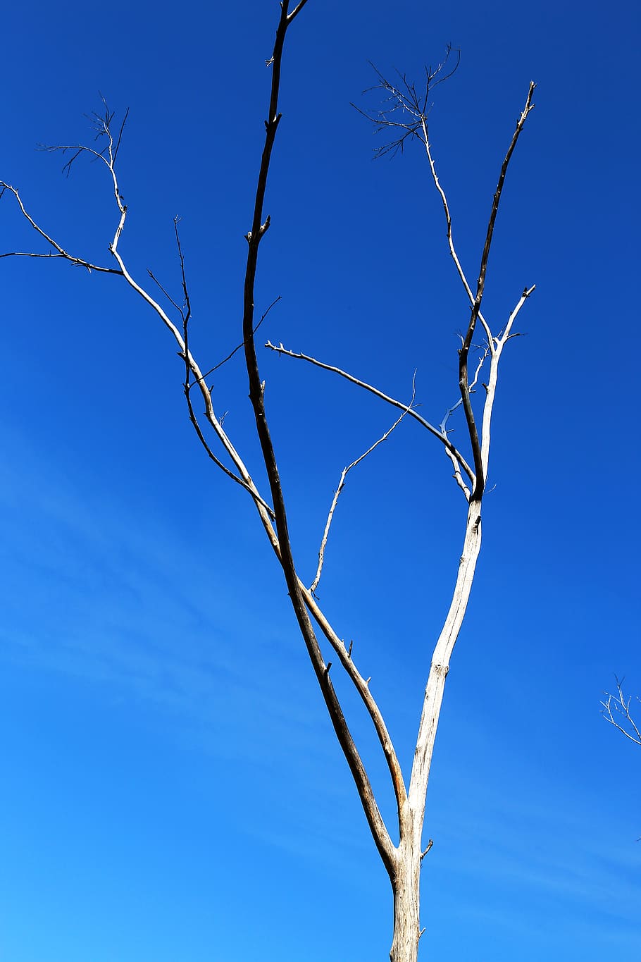 branch, dead, tree, line, form, blue, sky, bare tree, low angle view HD wallpaper