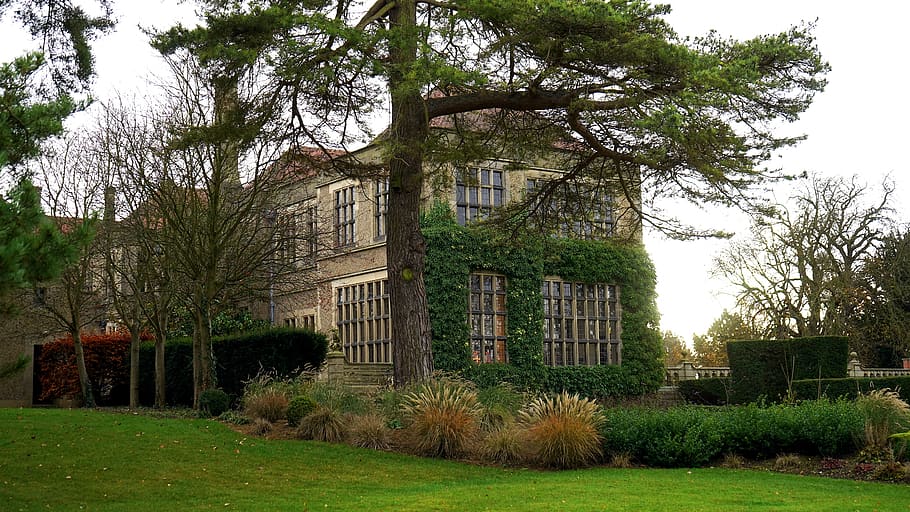 Plant Under Leafed Tree, architecture, building, grass, windows HD wallpaper
