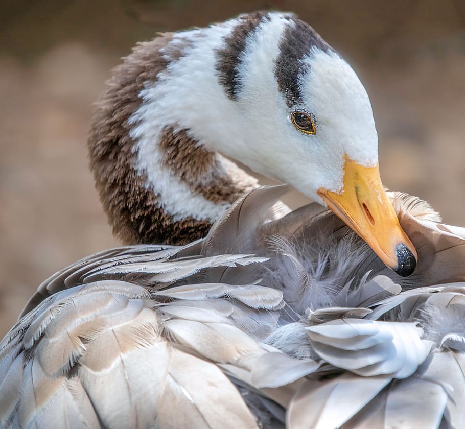 bar-headed-goose, pattern, feathers, preen, beak, wing, bars, HD wallpaper