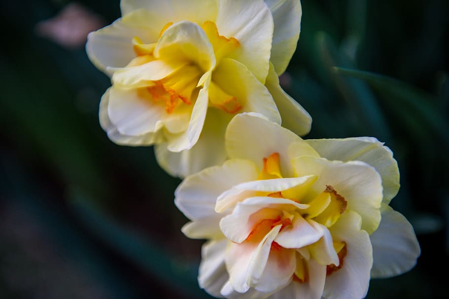 macroflower, flowers, daffodils, flowering plant, beauty in nature HD wallpaper