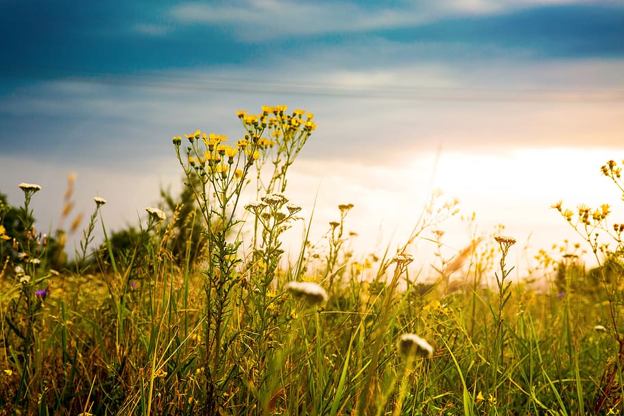 sky, sun, field, summer, clouds, landscape, in the summer of HD wallpaper