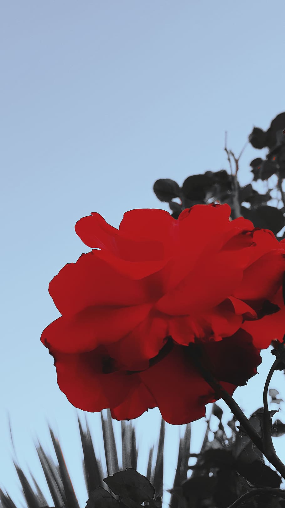flower, flowering plant, petal, sky, freshness, beauty in nature HD wallpaper