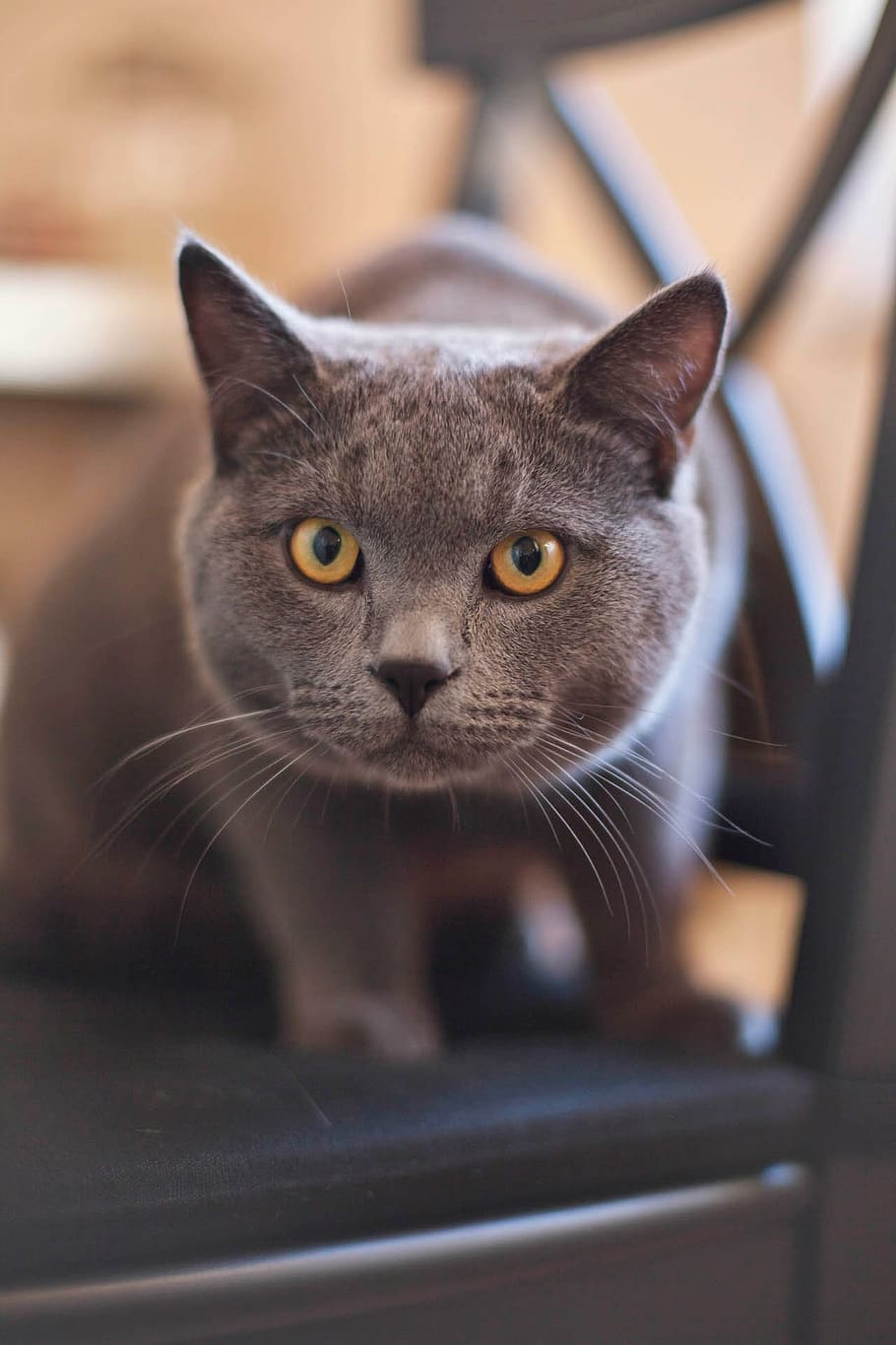Gray and Yellow Eye Cat, animal, grey, kitty, mammal, pet, whiskers HD wallpaper