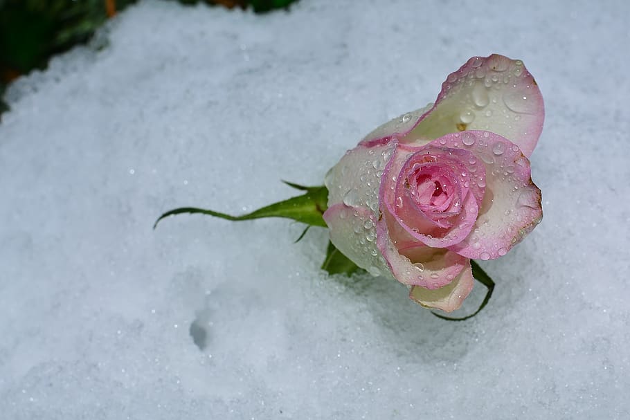snow, rose, cold, pink, rose bloom, beauty in nature, petal HD wallpaper