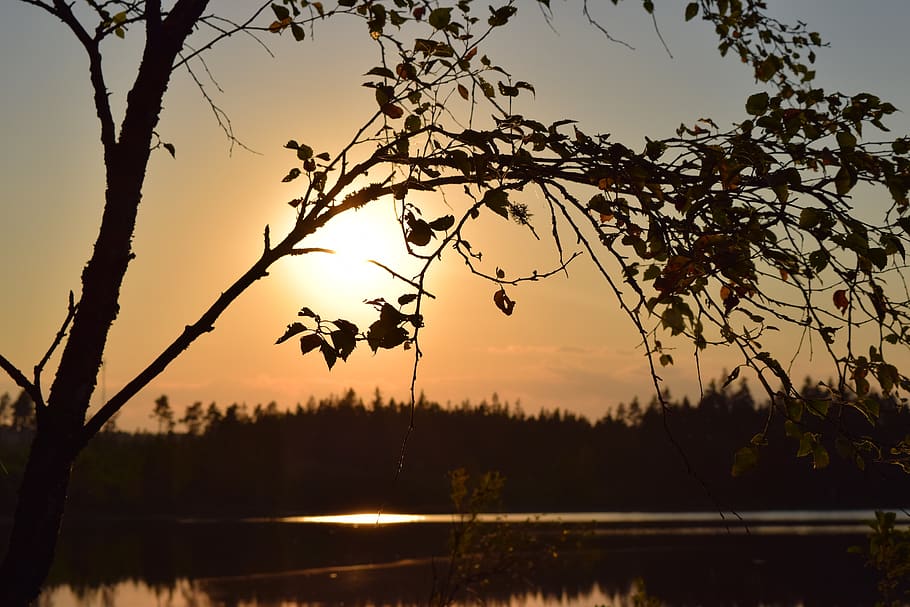sunset, tree, nature, plant, sky, beauty in nature, silhouette HD wallpaper