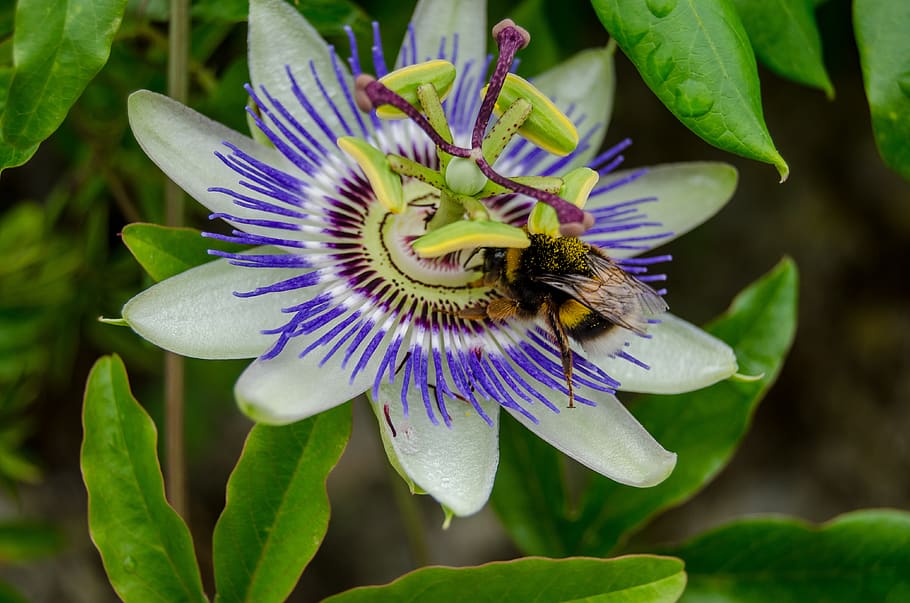 bee, pollen, plant, insect, invertebrate, apidae, animal, flower HD wallpaper