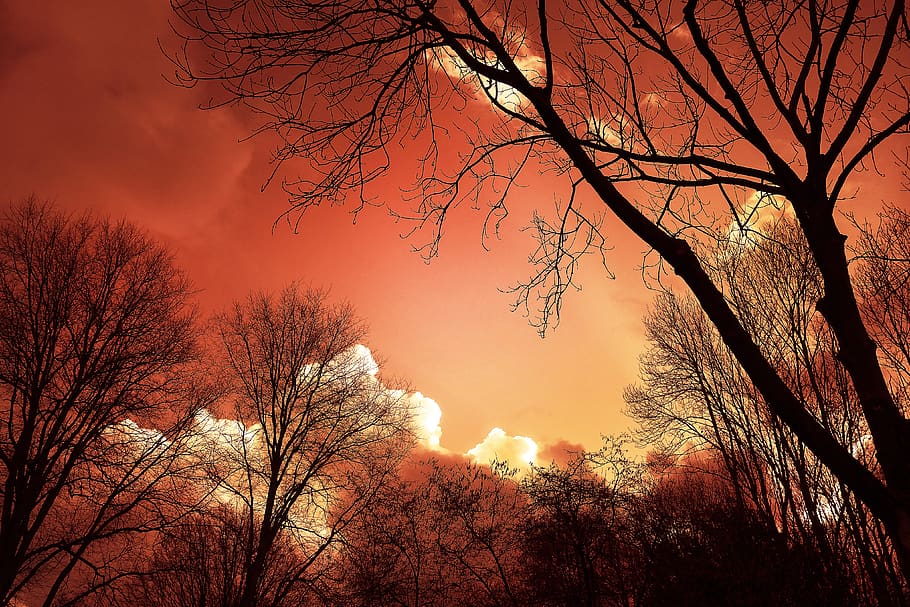 tree, silhouette, sunset, sky, clouds, bare tree, bare branches HD wallpaper