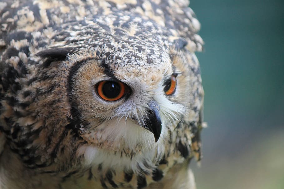 owl, eagle owl, eagle-owl, ears, eyes, beak, sharp, watching HD wallpaper