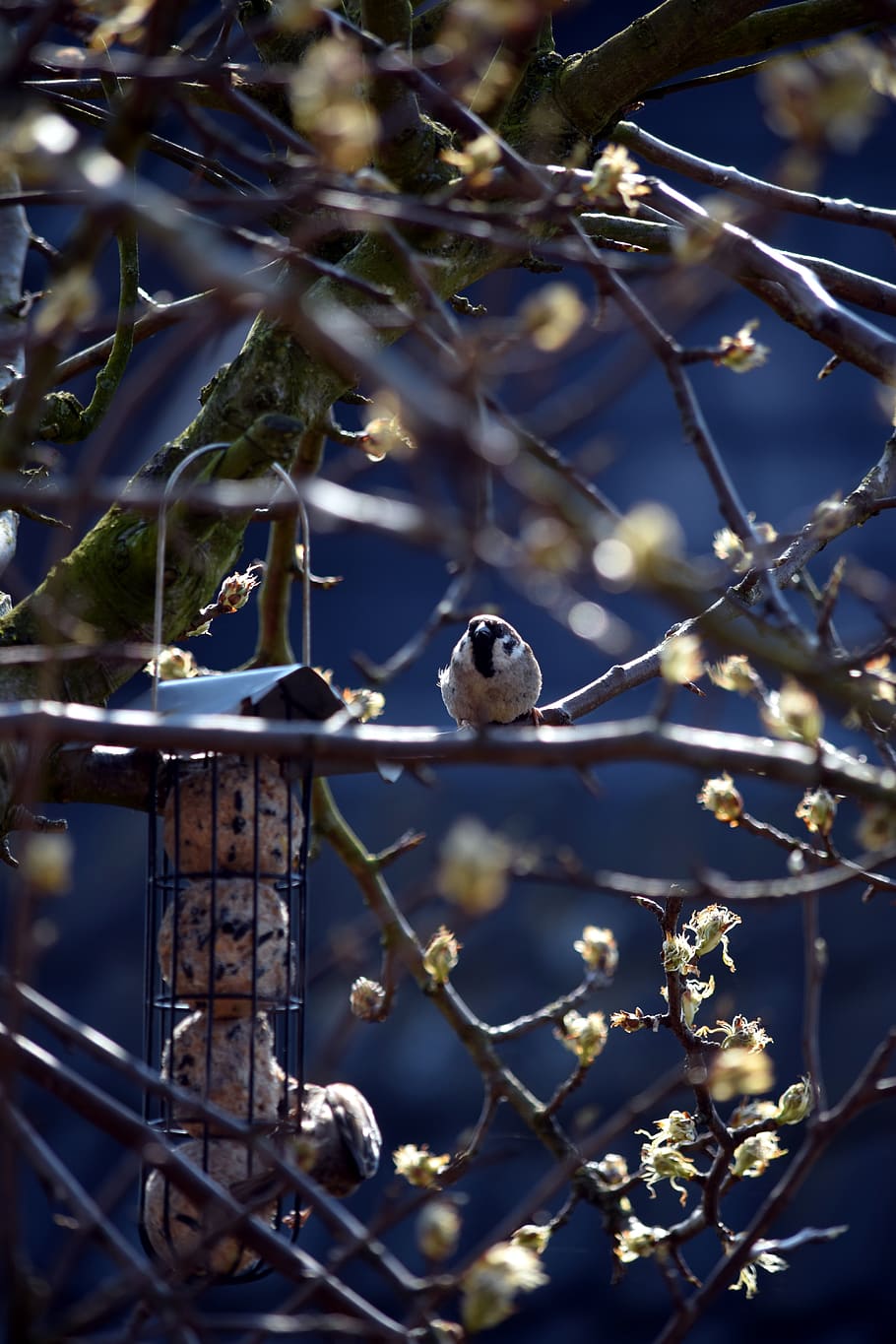 sparrows, birds, feeding, nature, sperling, animal, feather HD wallpaper