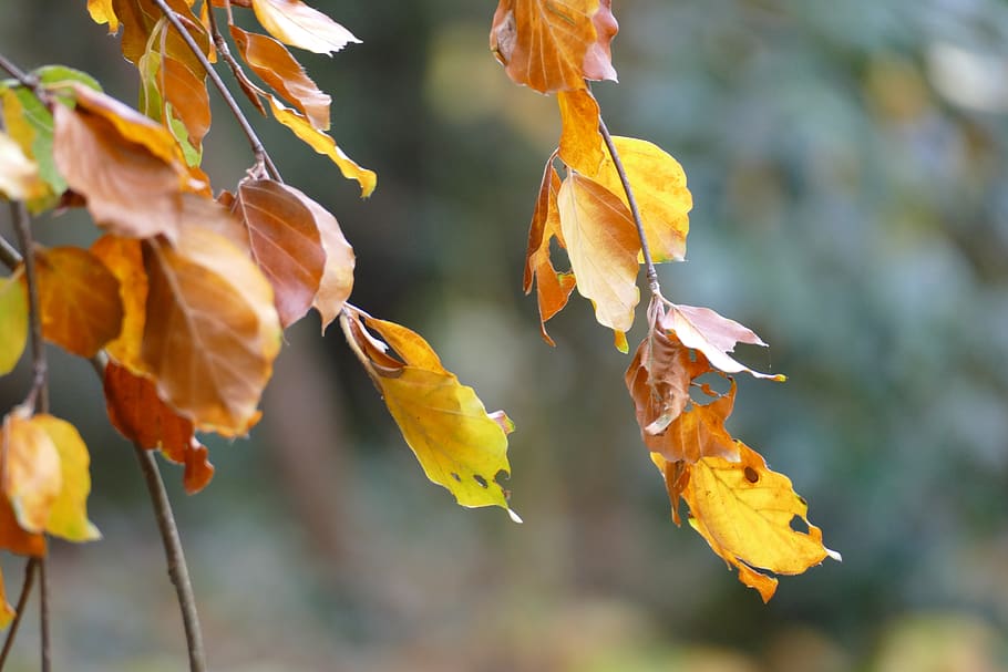 fagus, beech, leaves, autumn, gold, color, season, plant, plant part HD wallpaper