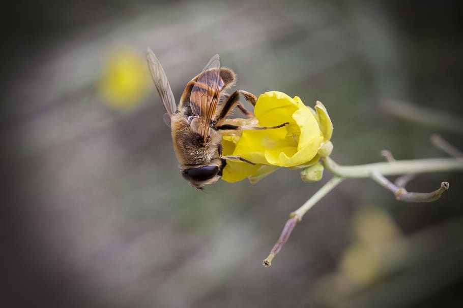 rocket, salad, blossom, bloom, hoverfly, plant, garden, nature, HD wallpaper