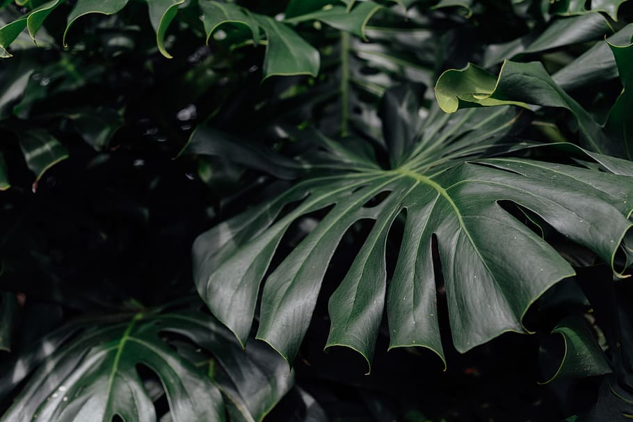 green leafed plant, flower, blossom, united states, kailua-kona