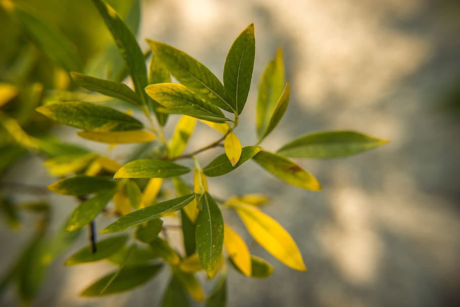 shallow focus photography of green and yellow plant, leaf, flora, HD wallpaper