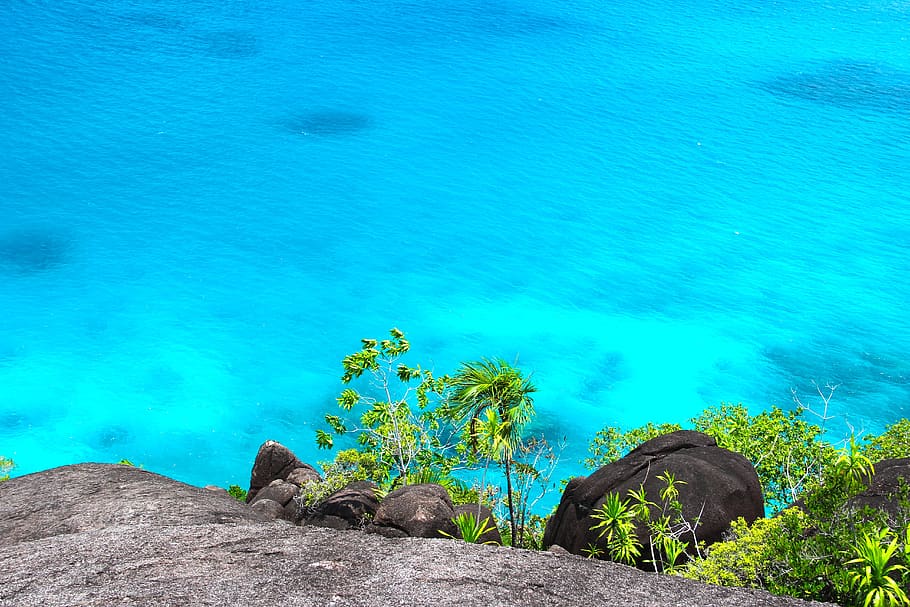 Green Tree Beside Blue Body of Water during Day Time, beach, caribbean HD wallpaper