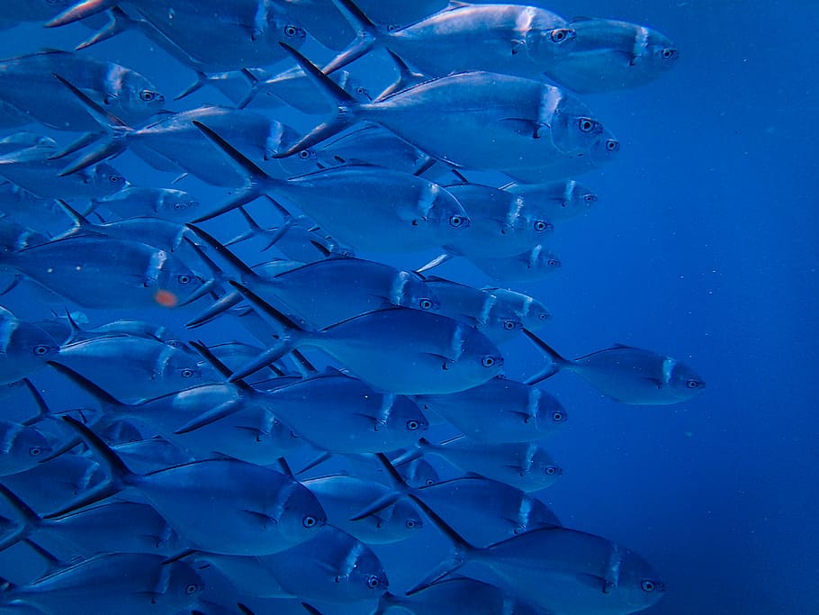 School Of Fish, animals, ocean, sea, underwater, wildlife, blue HD wallpaper