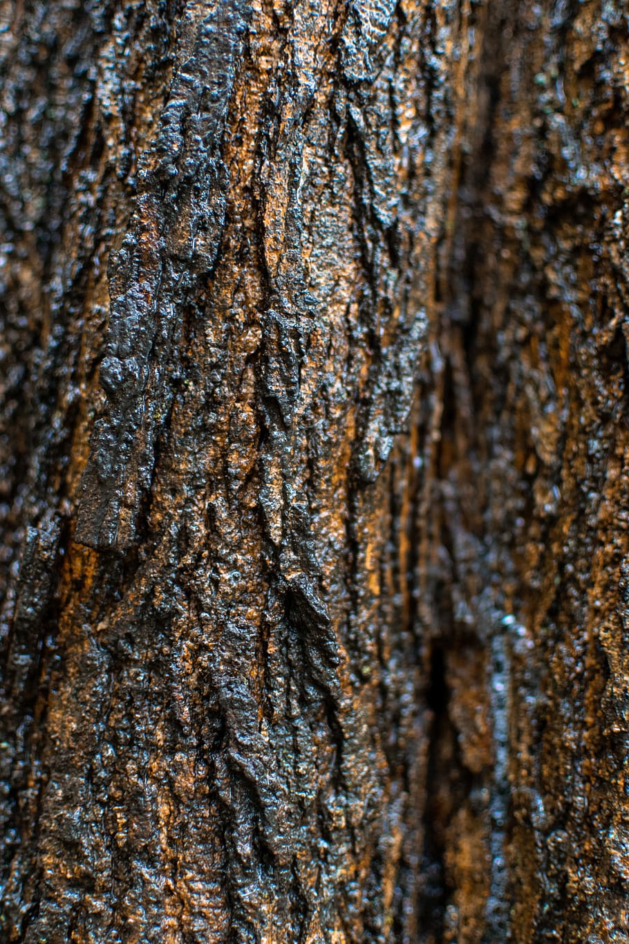 plant, tree, tree trunk, wood, texture, grain, vegetable, produce HD wallpaper