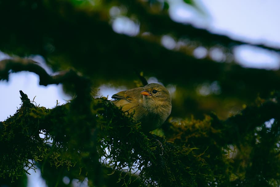 Bird Perched On Tree Branch, animal, avian, little, wildlife HD wallpaper