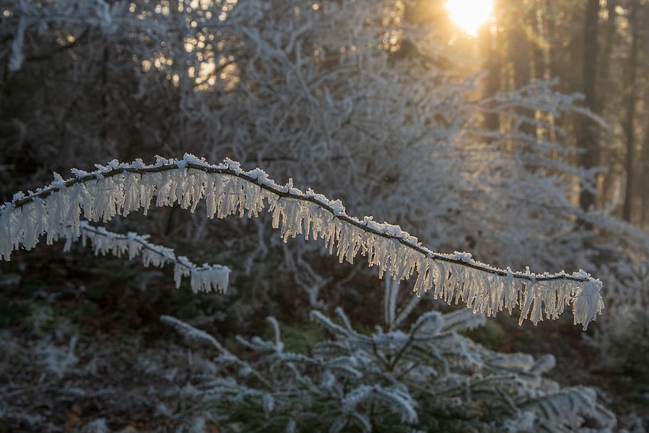 ripe, branch, light, sun, cold, winter, tree, nature, cold temperature HD wallpaper